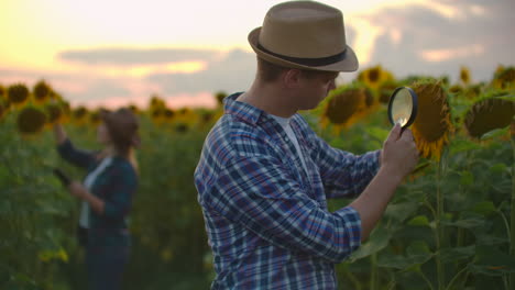 Two-farmers-in-a-field-with-sunflowers-together-using-magnifying-glasses-to-study-the-causes-of-plant-disease.-Study-plants-using-a-magnifying-glass.-A-group-of-researchers-examines-the-field-with-sunflowers.